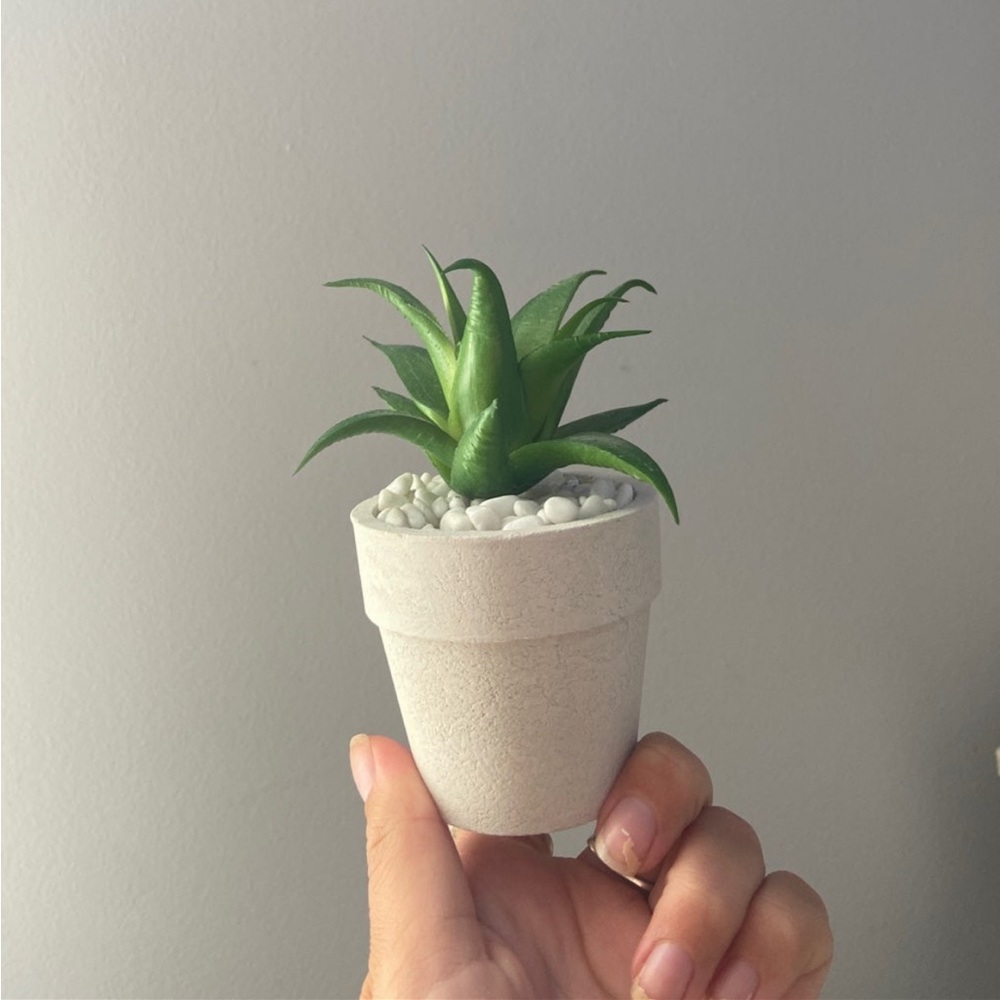 Set of 7 succulents!!!!